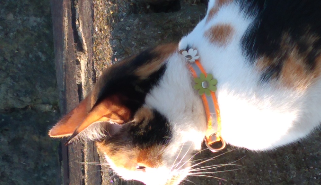 平戸瀬戸皿川海岸掃除ボランティア アイキャッチ