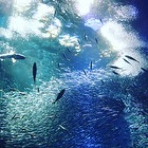 Taraプロフィール