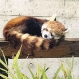 H.Naguri Boostersプロフィール