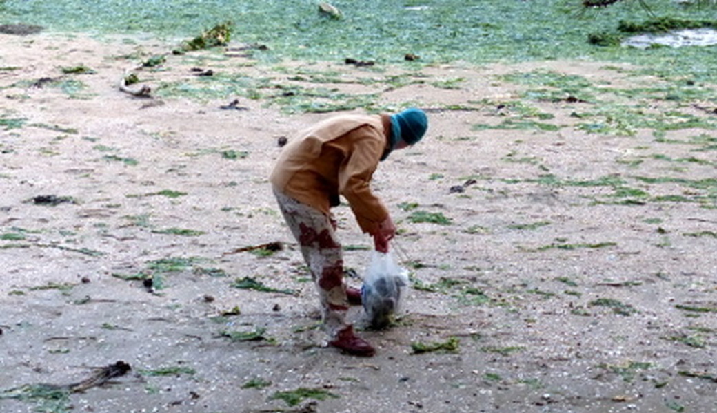 小戸公園海浜公園クリーンアップ大作戦 アイキャッチ