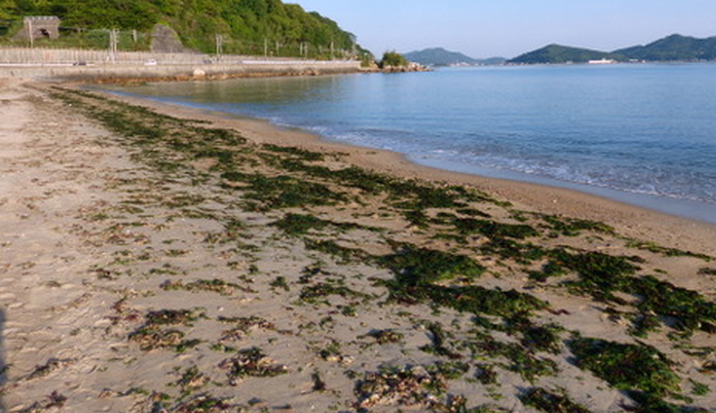 生の松原海浜公園クリーンアップ大作戦 アイキャッチ