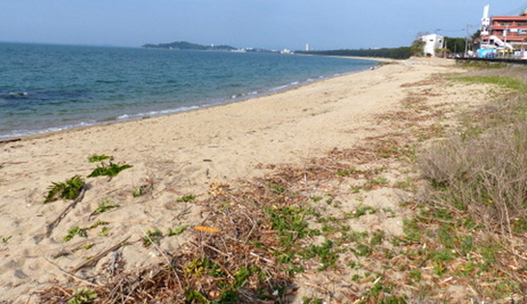 生の松原海浜公園クリーンアップ大作戦 レポート