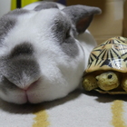 はぴちょろ会 プロフィール