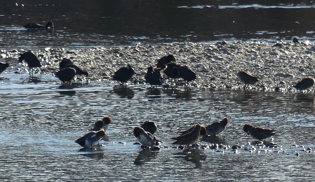 2回目　多摩川ごみ拾い アイキャッチ