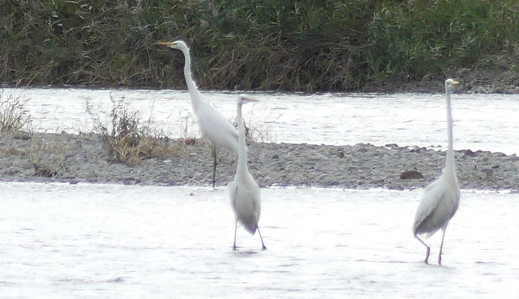 10回　多摩川ごみ拾い アイキャッチ