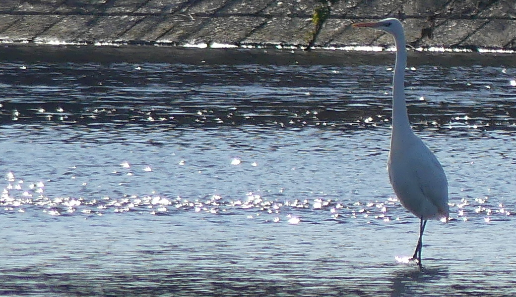 第20回　多摩川ごみ拾い アイキャッチ