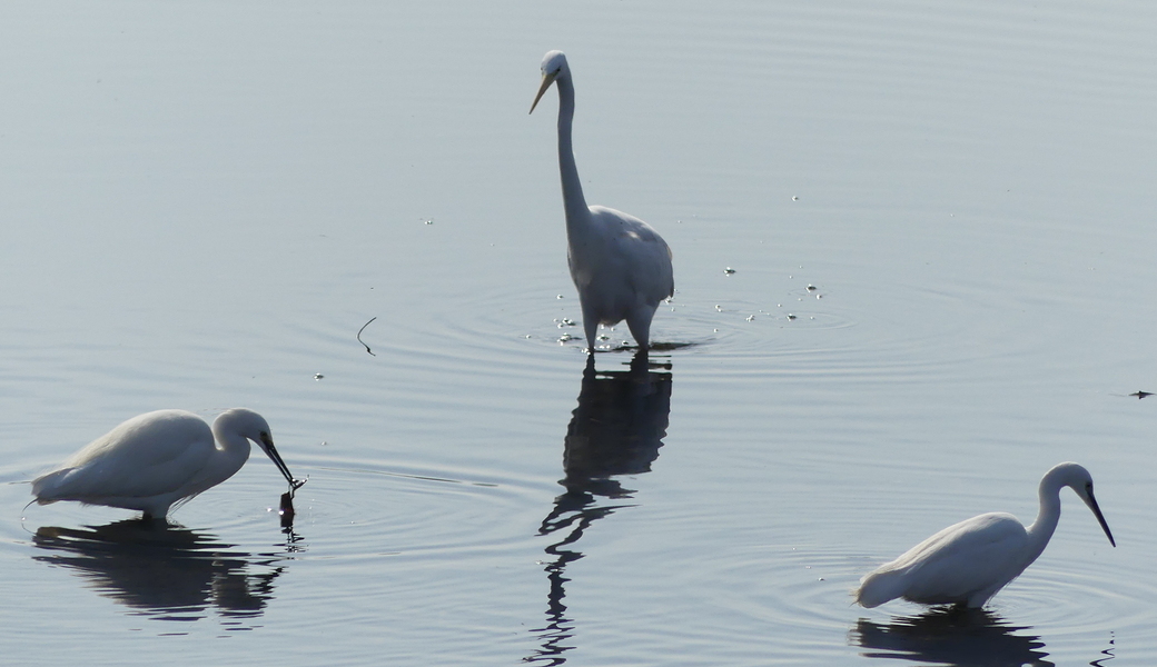 第22回　多摩川ごみ拾い アイキャッチ