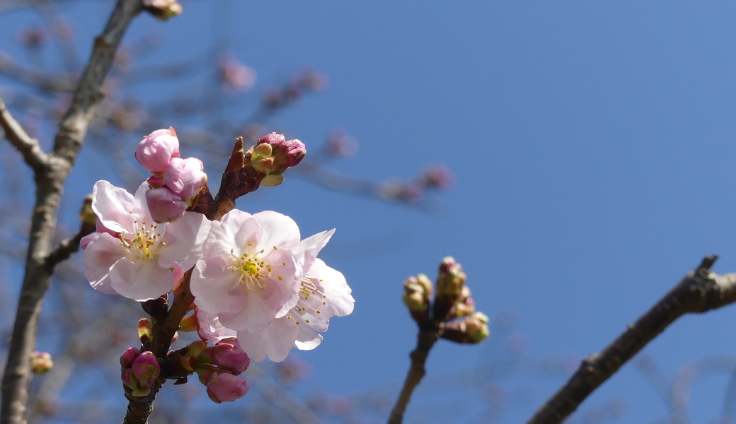 第23回　多摩川ごみ拾い アイキャッチ