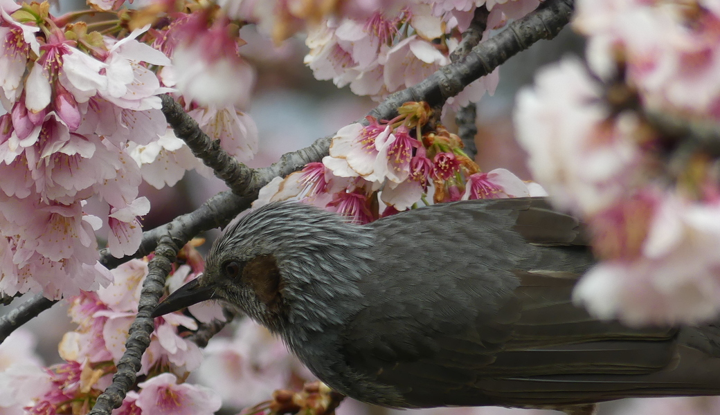 第24回　多摩川ごみ拾い アイキャッチ