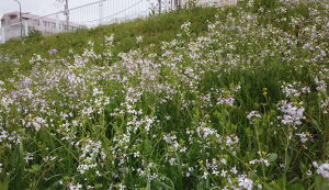 第25回　多摩川ごみ拾い アイキャッチ