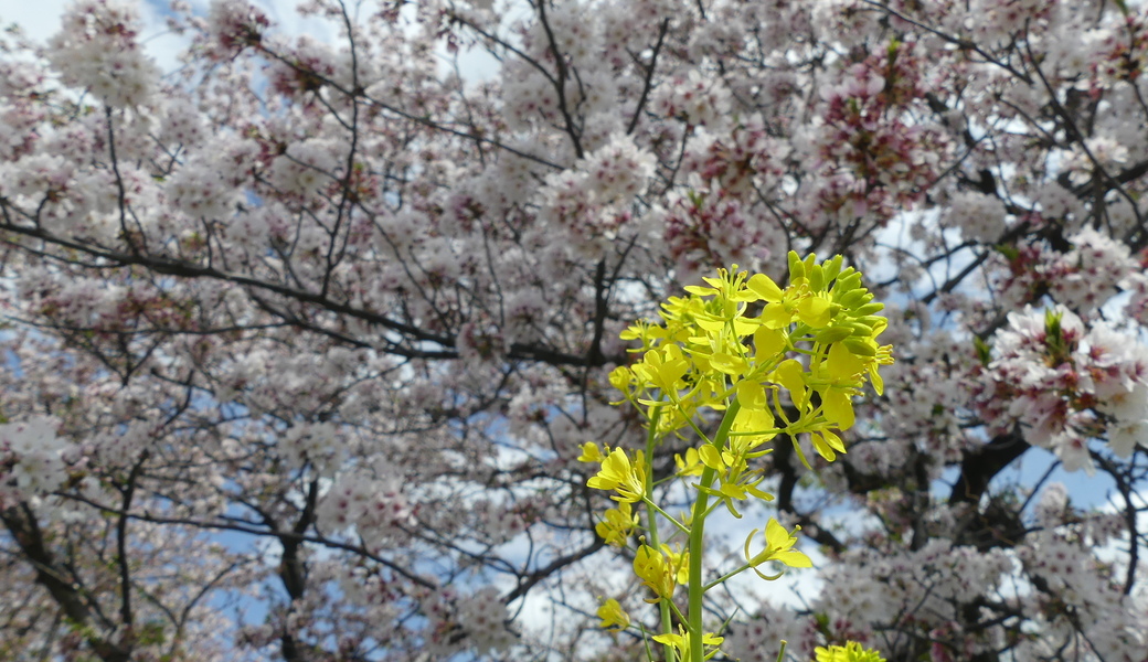第26回　多摩川ごみ拾い アイキャッチ