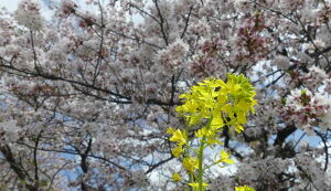 第26回　多摩川ごみ拾い アイキャッチ