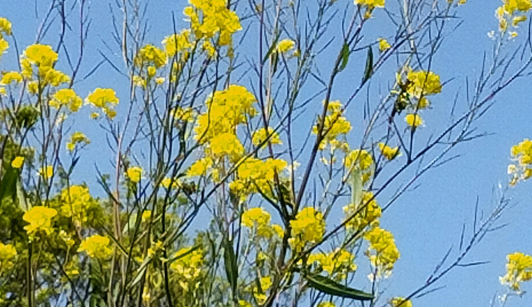 第27回　多摩川ゴミ拾い アイキャッチ