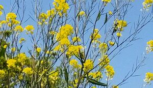 第27回　多摩川ゴミ拾い アイキャッチ