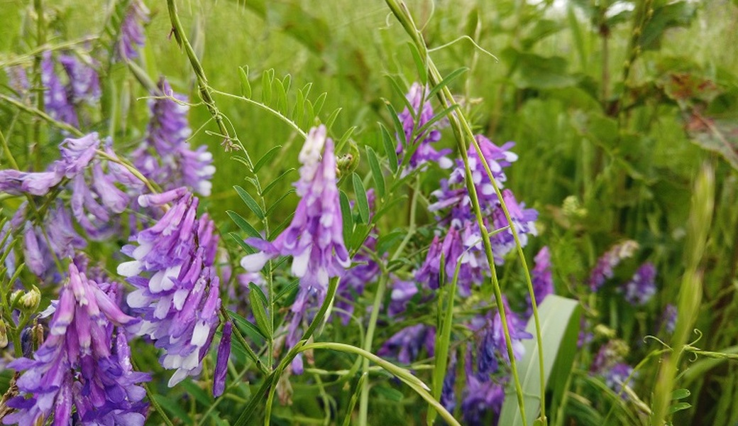 第29回　多摩川ゴミ拾い アイキャッチ