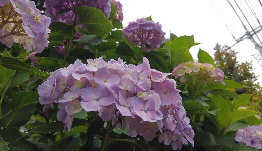 第30回　多摩川ゴミ拾い アイキャッチ