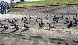 第32回　多摩川ごみ拾い アイキャッチ