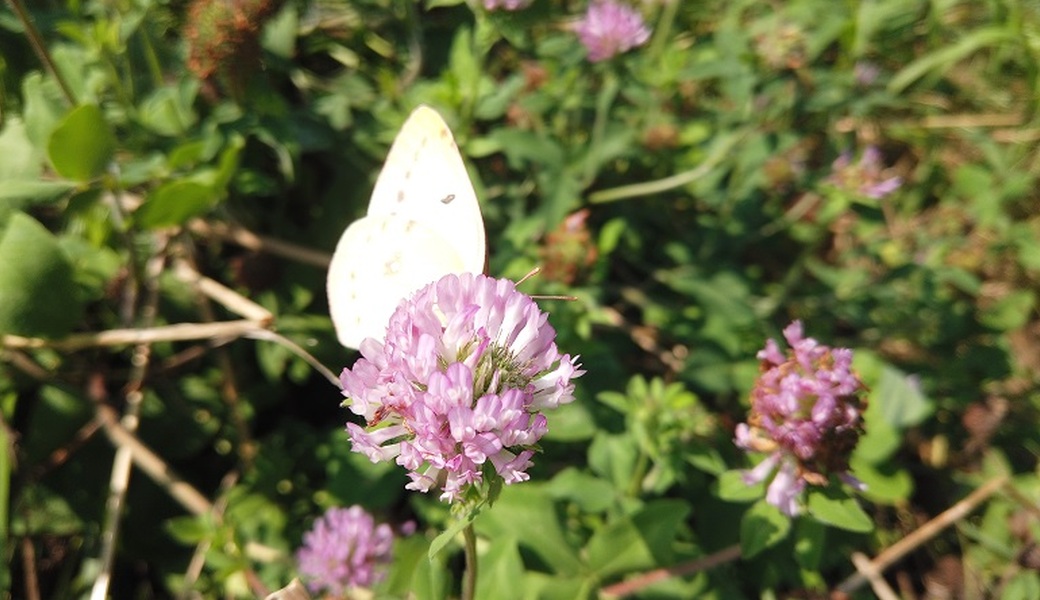 4回目　多摩川ごみ拾い レポート