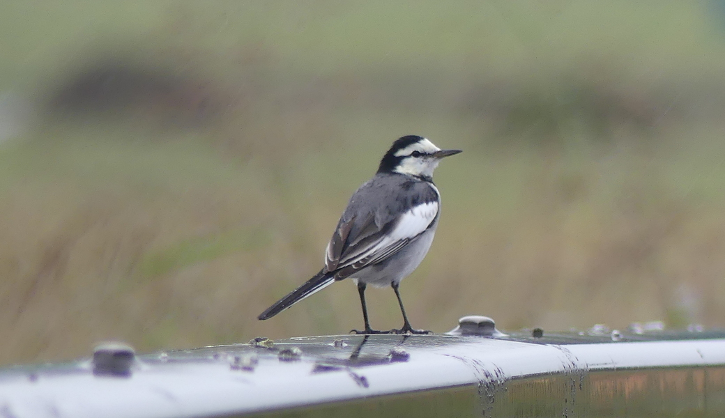 9回　多摩川ごみ拾い レポート
