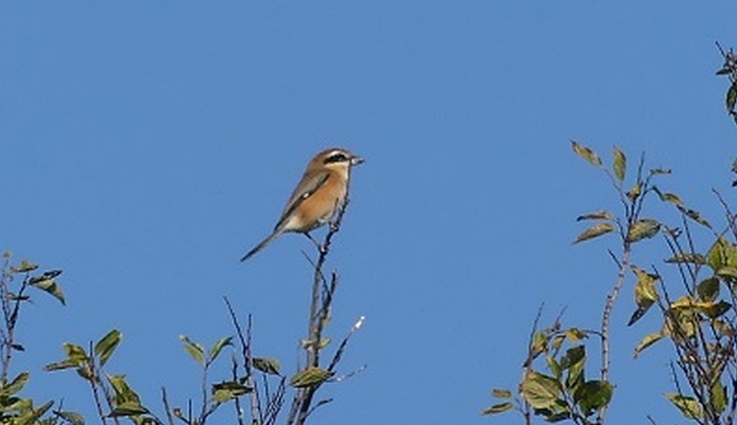11回　多摩川ごみ拾い レポート