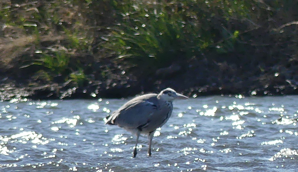 13回　多摩川ごみ拾い レポート