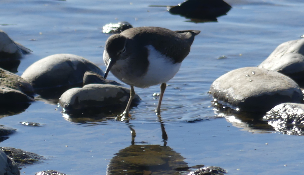 第17回　多摩川ごみ拾い レポート
