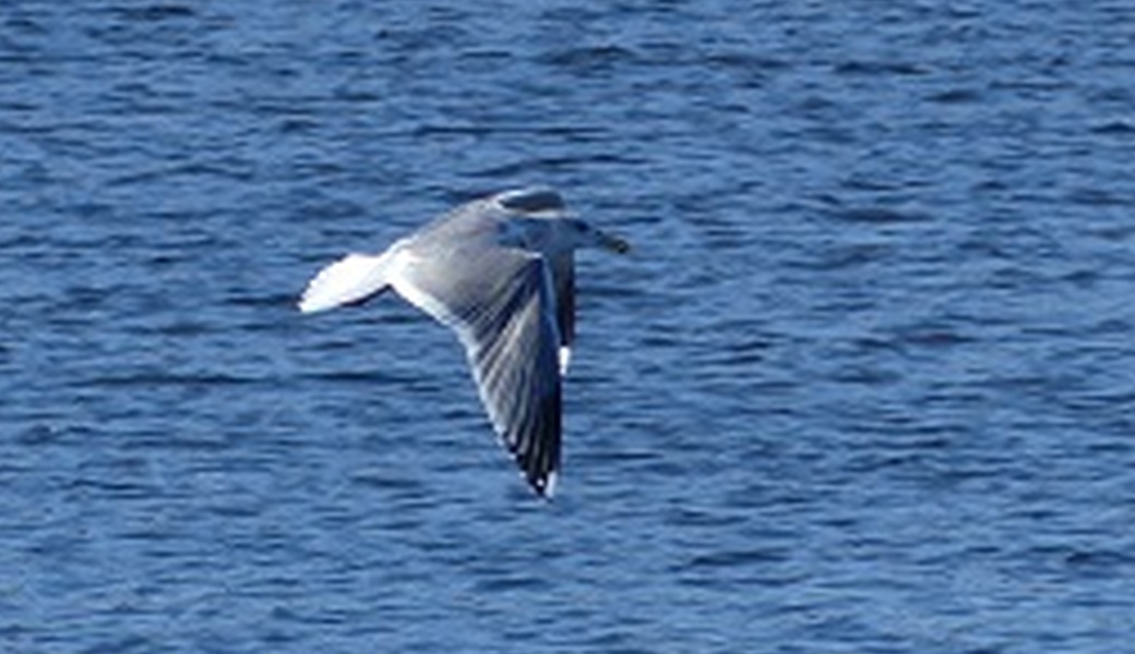 害19回　多摩川ごみ拾い レポート