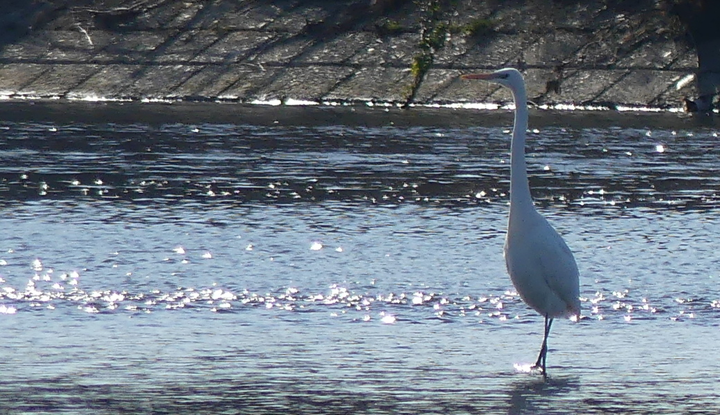 第20回　多摩川ごみ拾い レポート