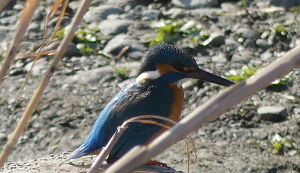 第22回　多摩川ごみ拾い アイキャッチ