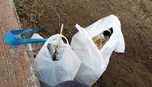 第24回　多摩川ごみ拾い アイキャッチ