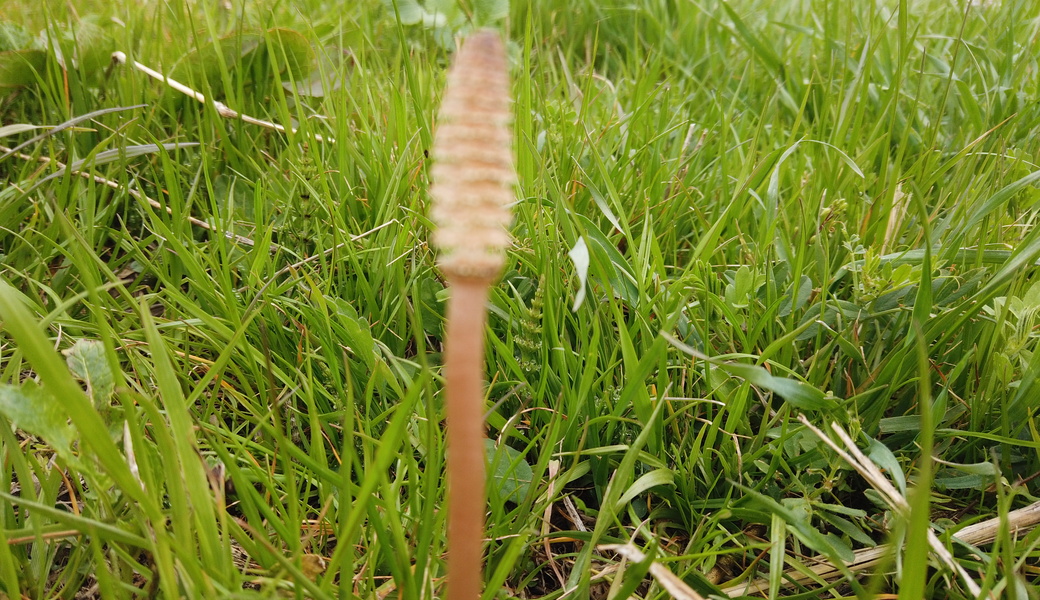 第25回　多摩川ごみ拾い レポート