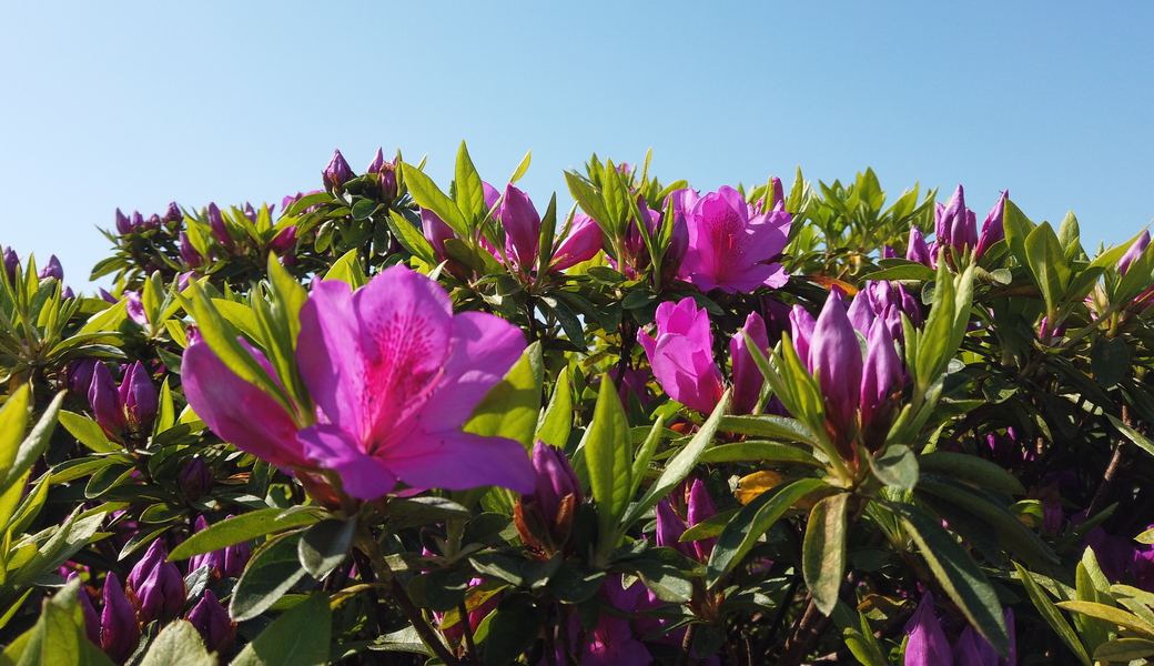 第27回　多摩川ゴミ拾い レポート