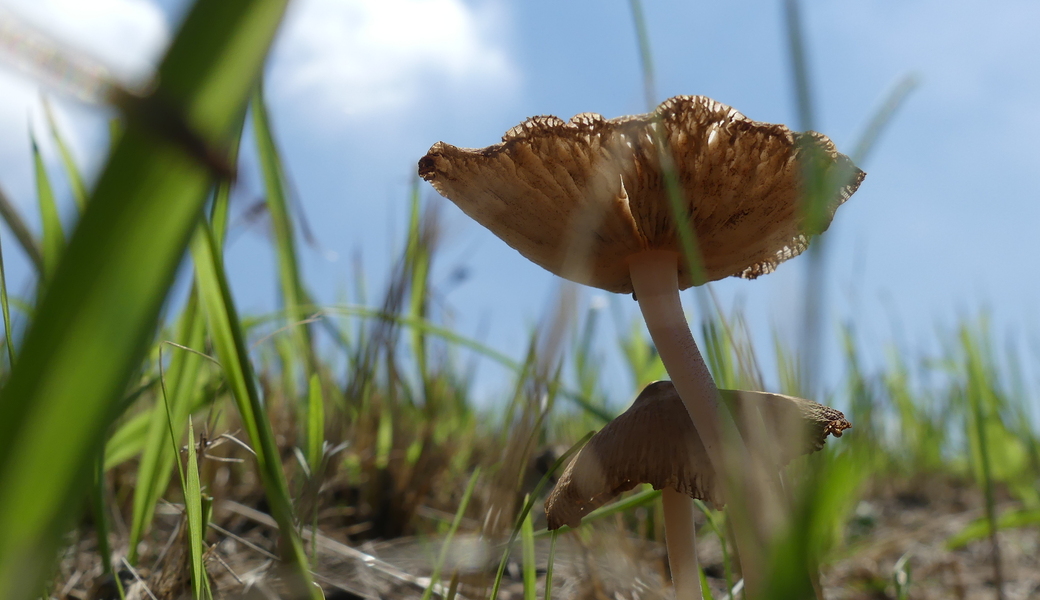 第31回　多摩川ごみ拾い レポート