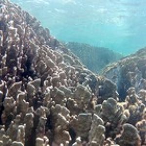 白保魚湧く海保全協議会プロフィール