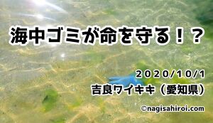 うみの生きもの達や環境に感謝を込めて！ダイバーだか ... アイキャッチ