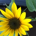 ポケごみ+☆ひなたぼっこ☆ プロフィール