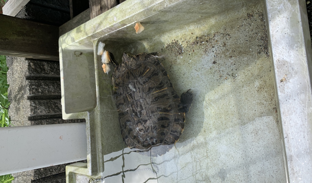 鎌高前#beachclean④ レポート