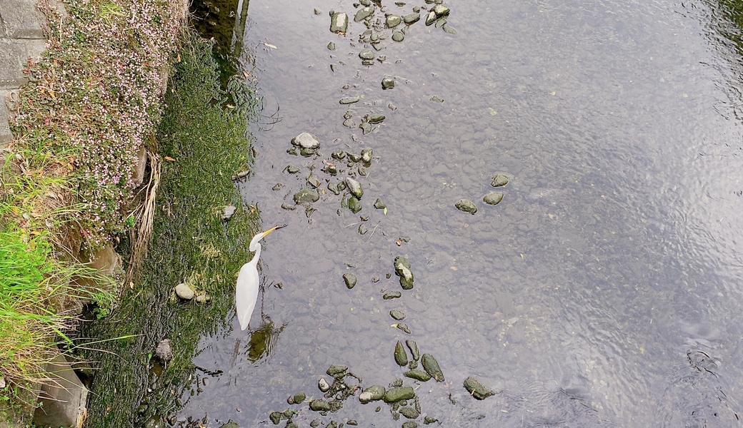 【2025.8.17.sun】 栗原遊水地ビオトープクリーンアップ アイキャッチ