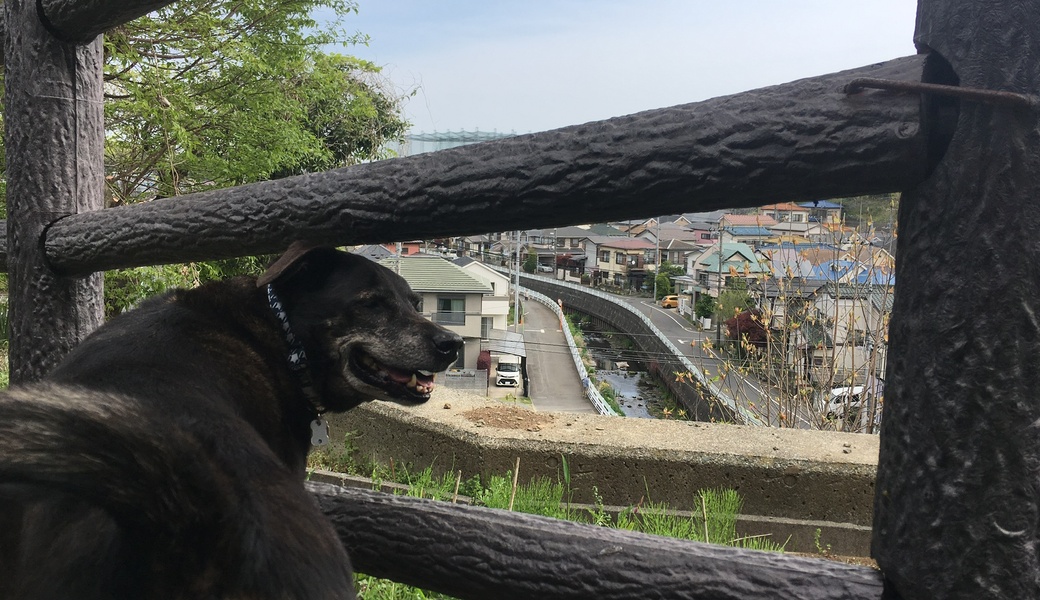 #ポケごみ2021.1st  川沿い&道路沿いClean Up アイキャッチ