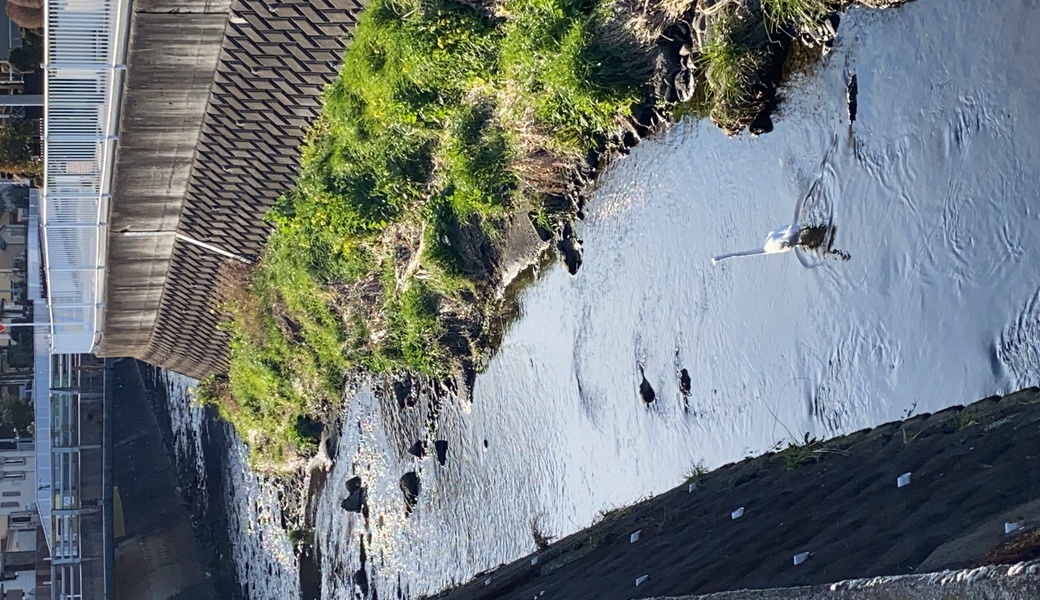 2020.5.15目久尻川クリーンアップ清掃with［ほたるを守る会］コラボ初活動！ アイキャッチ