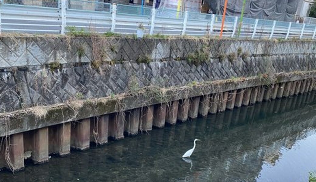 ポケごみ目久尻川クリーンアップ清掃　栗原遊水地 2021.03 レポート