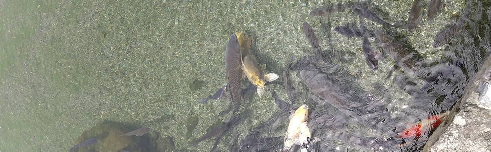 身近な環境を守ろうよ～ポケごみ カバー