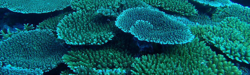 ヌヌ・アドベンチャー・クラブ石垣島 カバー