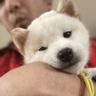 ポケごみ　まると楽しい仲間たち プロフィール