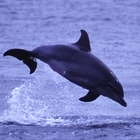 ポケごみ　えのしまイルカ プロフィール