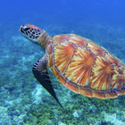 福岡〜beautiful sea〜 プロフィール