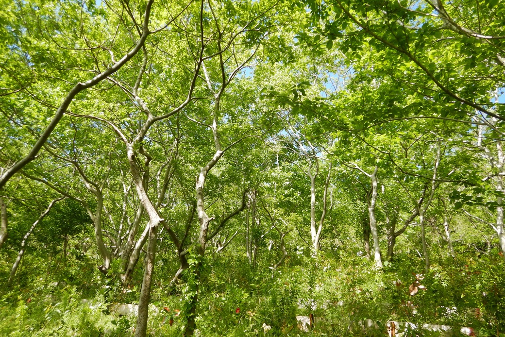 森盛りダイアリー　4月30日　土曜日 アイキャッチ