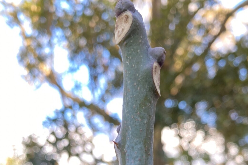 湘南国際村めぐりの森.Silvaの森盛りダイアリー アイキャッチ