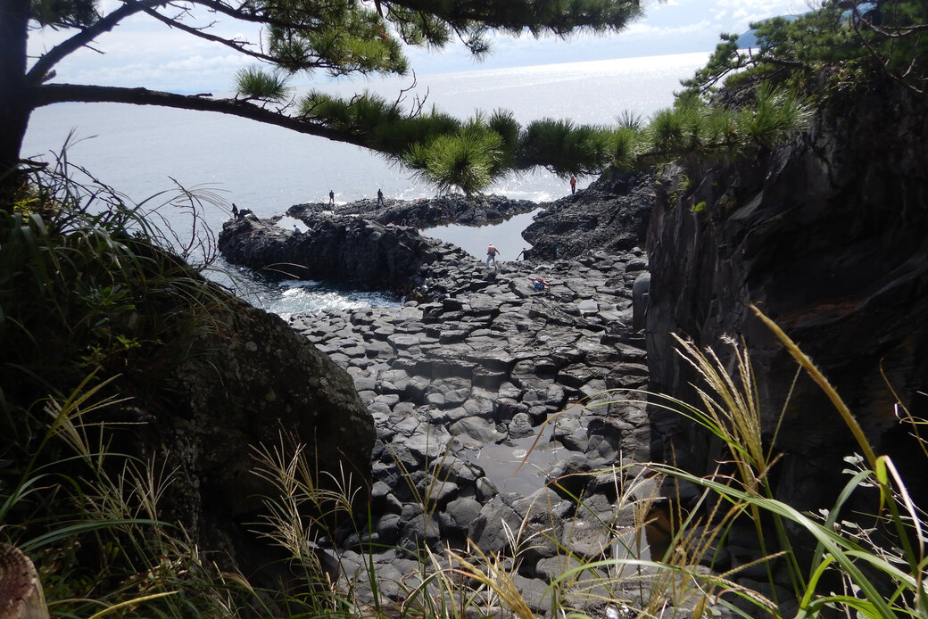 森林再生指導員スキルアップ植生研修！伊豆半島の植生 アイキャッチ