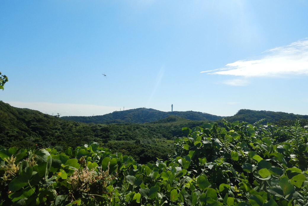 植物は、なぜ緑色？森盛りダイアリー2022年10月30日日曜日 アイキャッチ